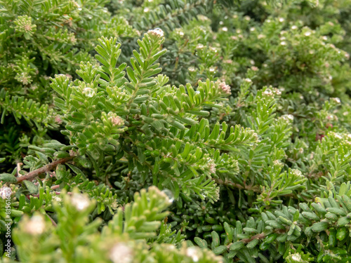 Grevillea lanigera or woolly grevillea plant.