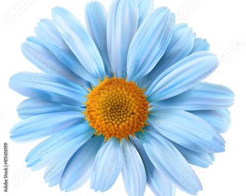 Flower Petal Background. Blue Daisy Isolated on White Background for Mother's Day