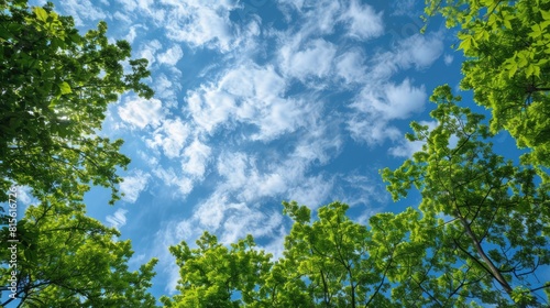 Trees Blue Sky. Summer Forest with Green Trees under Cloudy Blue Sky