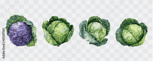 Cabbage watercolor isolated graphic transparent