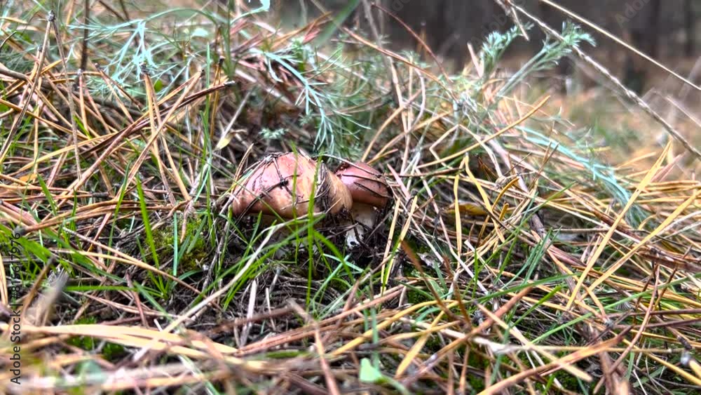 Suillus mushroom in the forest. Young Suillus mushroom growing in the forest. A young Slippery Jack Mushroom or Sticky bun Suillus mushroom in the forest. Young Suillus mushroom growing in the forest. A young Slippery Jack Mushroom or Sticky bun