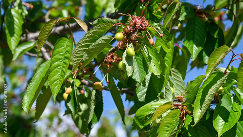 Green cherry fruits on branches. Unripe cherries on a tree in an orchard. Fruit growing.