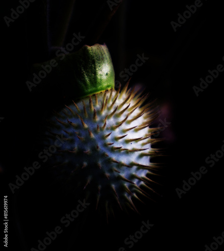 Seed capsule of hallucinogen plant Jimsonweed, also called Devil's snare, hell's bells, devil's trumpet or Thornapple, latin name Datura Stramonium. photo