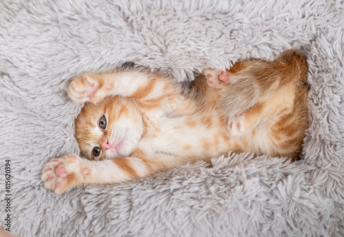 Cozy kitten lying in cozy fluffy pillow on a bed and stretching. Top down view