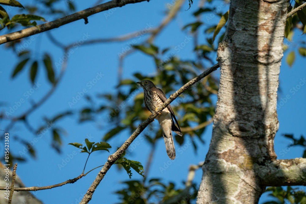 Closeup of a cuckoo perched on a tree limb in a sunny outdoor setting. Closeup of a cuckoo perched on a tree limb in a sunny outdoor setting.