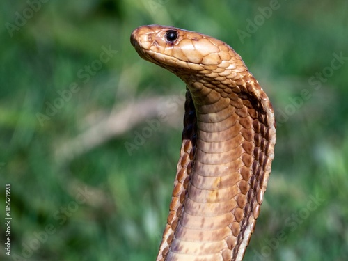 Vivid close-up photograph of a Cape cobra snake in a grassy meadow, (Naja nivea) photo