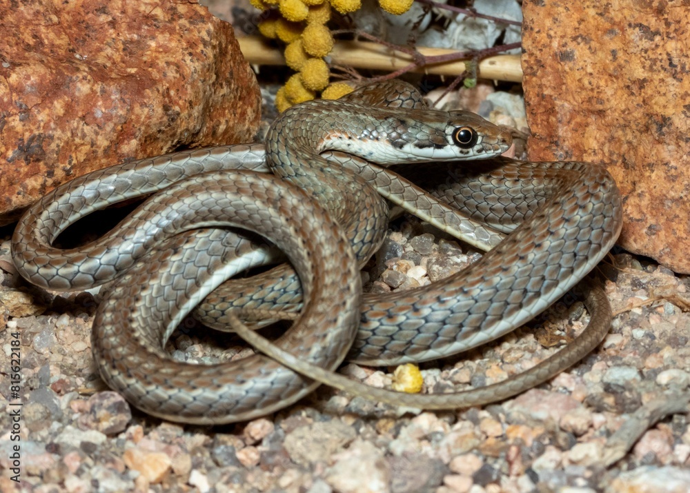 Obraz premium Close-up of A Karoo Sand Snake curled up against a background of sand, rocks and wildflowers