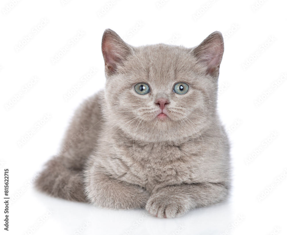 Cute kitten lying in front view and looking at camera. isolated on white background