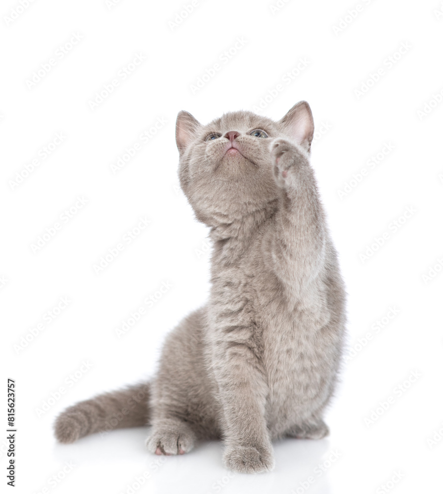 Playful gray kitten sits and looks away and up on empty space. isolated on white background Playful gray kitten sits and looks away and up on empty space. isolated on white background