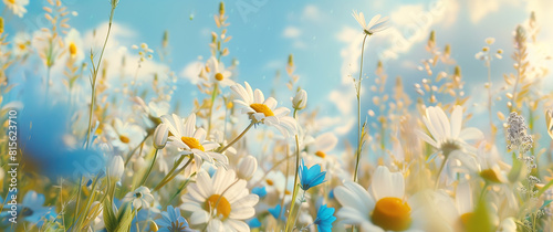 A field of daisies, featuring vibrant blue and white flowers blooming under the sun