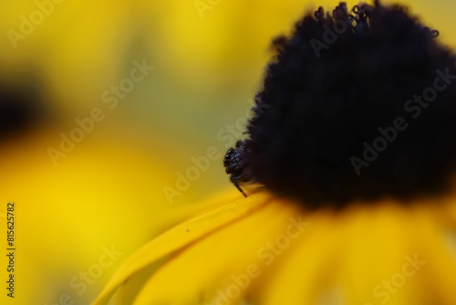 Quadro em tela Macro of a tiny spider perched on a yellow flower