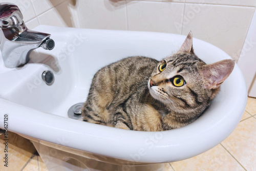 gattina nel bidet del bagno, female kitten in the bidet of the bath room photo