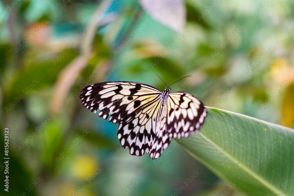 Macro of a beautiful butterfly on a plant at Butterfly Sanctuary, Lazi, Siquijor, Philippines Macro of a beautiful butterfly on a plant at Butterfly Sanctuary, Lazi, Siquijor, Philippines