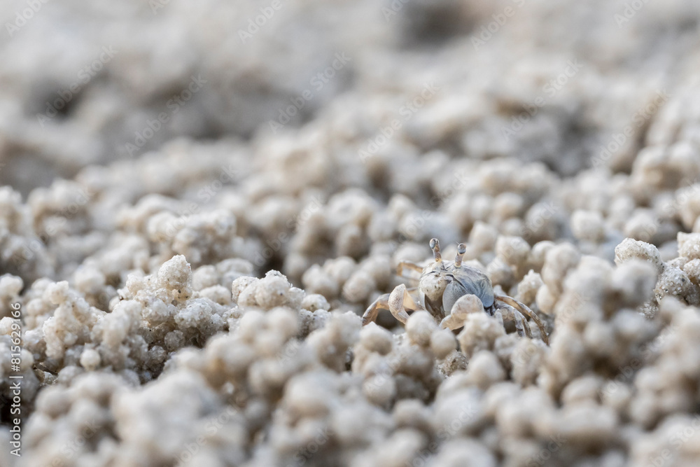 Ghost crab (Ocypode quadrata) on the sand beach in perfect macro details. Ghost crab (Ocypode quadrata) on the sand beach in perfect macro details.