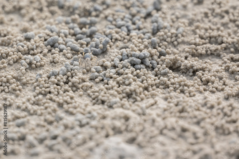 Ghost crab (Ocypode quadrata) on the sand beach in perfect macro details. Ghost crab (Ocypode quadrata) on the sand beach in perfect macro details.
