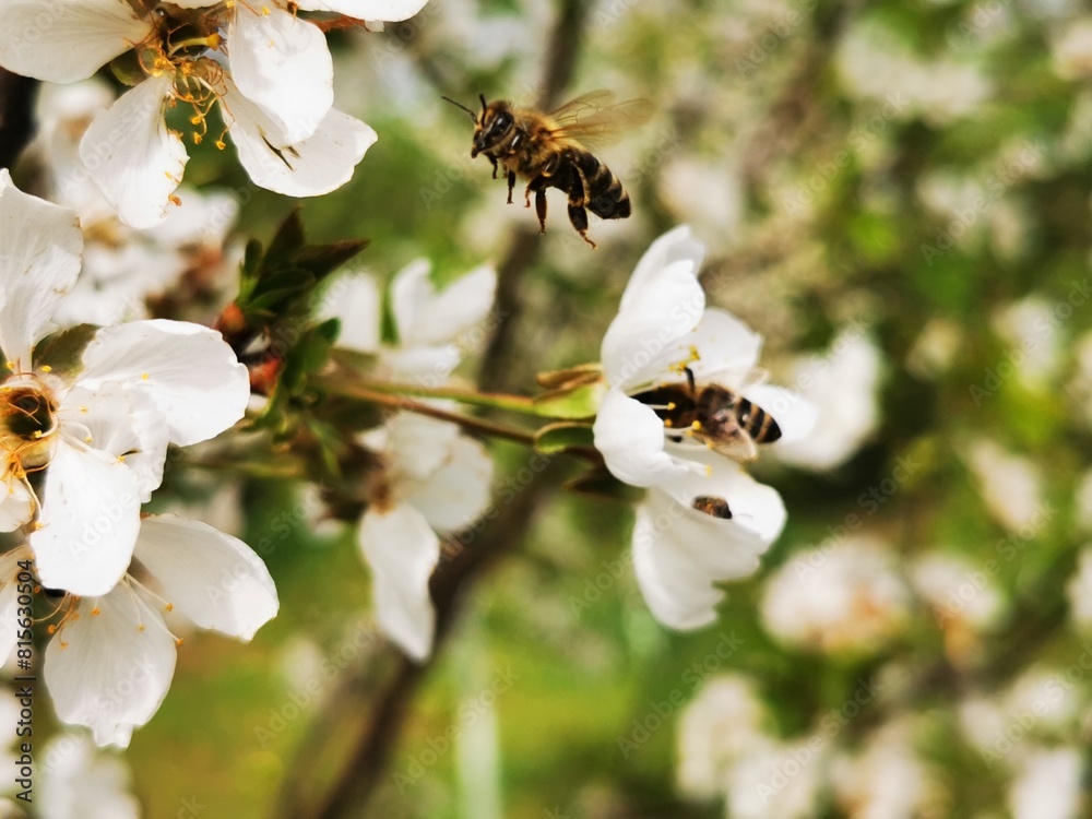 Honey Bee Fly. Bee flying on the fruit flower to collect pollen Honey Bee Fly. Bee flying on the fruit flower to collect pollen