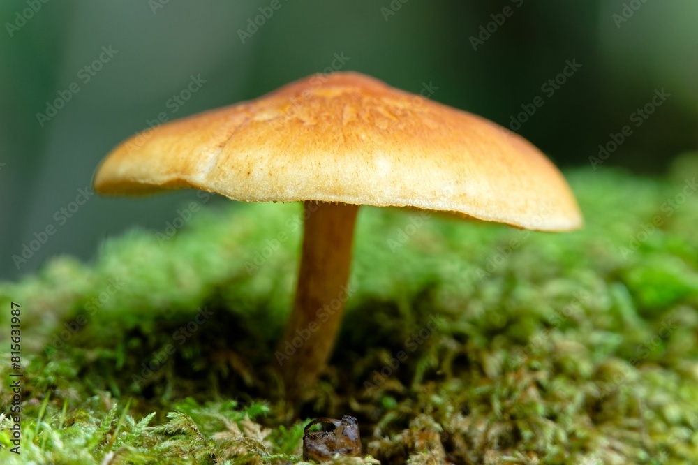 Closeup shot of a small mushroom sprouting from the ground atop a bed of lush moss Closeup shot of a small mushroom sprouting from the ground atop a bed of lush moss