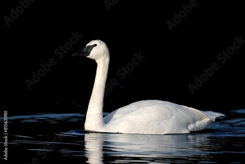 Fototapeta Naklejka Na Ścianę i Meble -  Graceful trumpeter swan swimming through at Esquimalt Lagoon, Victoria, BC, Canada