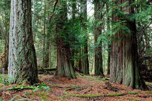 Fir and cedar tree grove on the Chris Hadfield Trail, Salt Spring Island, BC, Canada photo