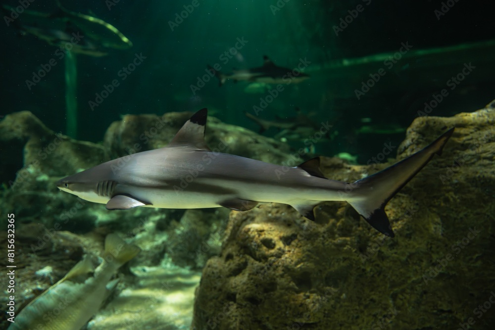 Fototapeta premium Apex Predators in the Marine Ecosystem