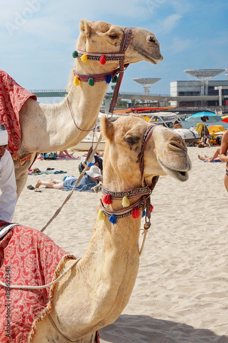 autentic camel ride on the jumeirah JBR beach in Dubai with two camels