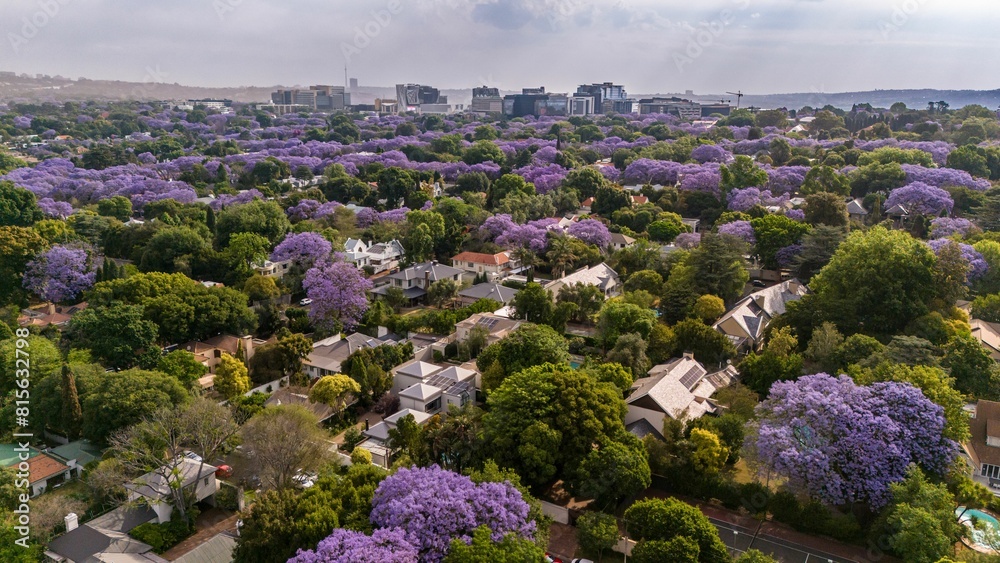 Obraz premium View of a cityscape blanketed in vibrant purple hues of jacaranda blossoms in Johannesburg