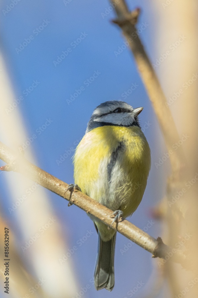 Fototapeta premium small bird perched on a tree branch with clear blue sky
