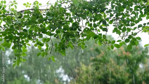 Shower slow motion. Rainfall against the backdrop of green foliage.. Raindrops of heavy rain in slow motion. Raindrops are falling.