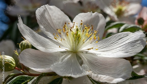white magnolia blossom  