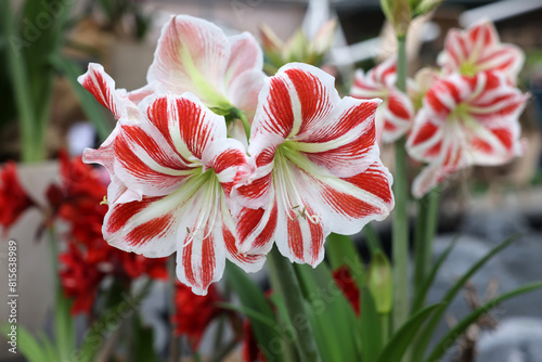 Obraz na płótnie Beautifully blooming red and white amaryllis flowers