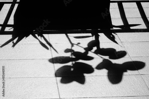 Shadow of a plant cast against a tiled floor. Abstract monochrome background. Light and shadow along with the contrast between nature and man made objects. 