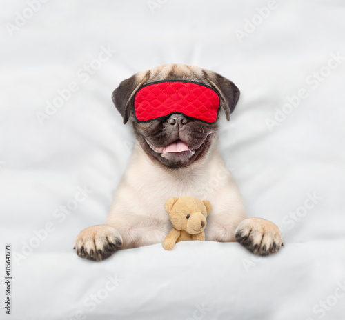 jack Pug puppy wearing sleeping mask sleeps with toy bear under white blanket on a bed at home. Top down view
