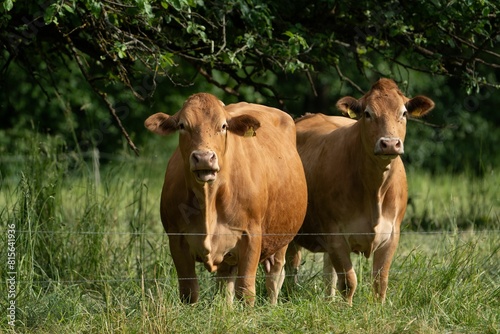 two cows are standing by a fence in the grass that they are looking at