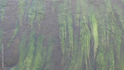 Backdrop of green algae swaying in the water of a river. Tormes River in Salamanca, Castilla y Leon, Spain photo