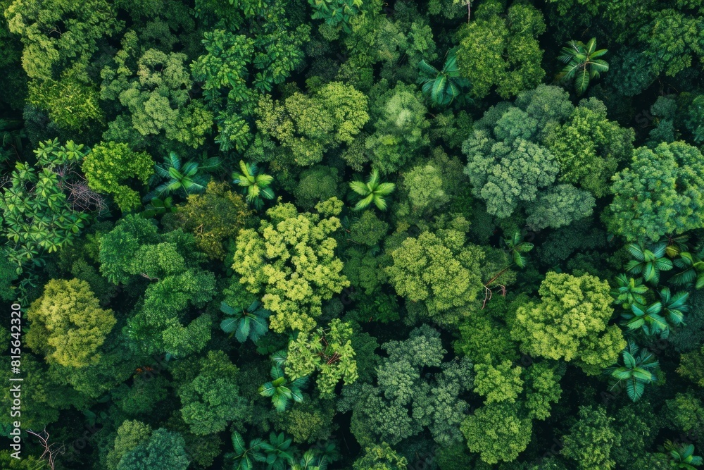 Breathtaking view of the verdant aerial forest canopy with lush vegetation and dense treetops. Showcasing the natural pattern and texture of the woodland ecosystem Breathtaking view of the verdant aerial forest canopy with lush vegetation and dense treetops. Showcasing the natural pattern and texture of the woodland ecosystem