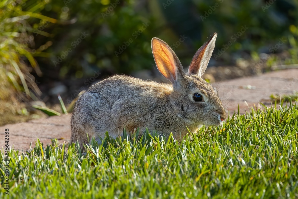 Fototapeta premium Brown rabbit with upright ears sits in a meadow of lush green grass