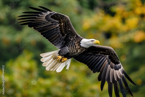 Stunning capture of a bald eagle soaring with outstretched wings, showcasing its grandeur against a blurred forest backdrop