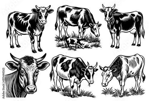 Detailed monochrome illustration, a set of cow or calf in various poses, perfect for projects related to agriculture, farming, and animal husbandry