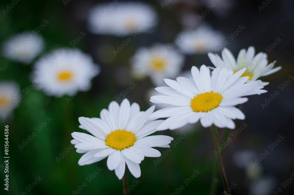 Fototapeta premium Field of lush green grass is dotted with cheerful white daisies