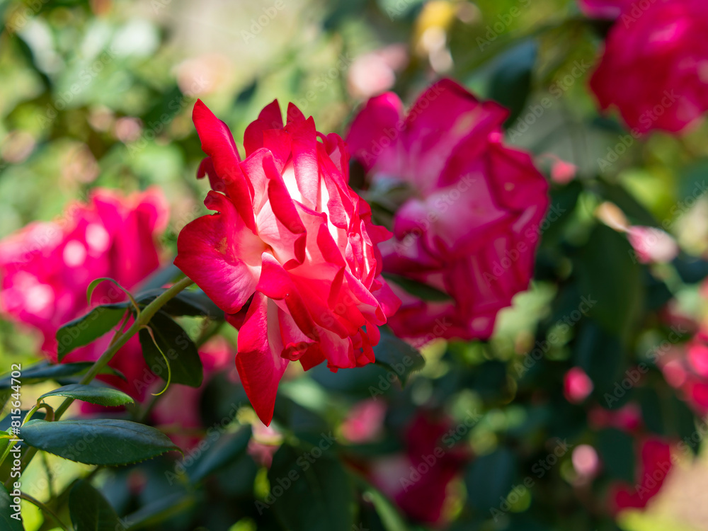 朝日に照らされる赤い薔薇の花
