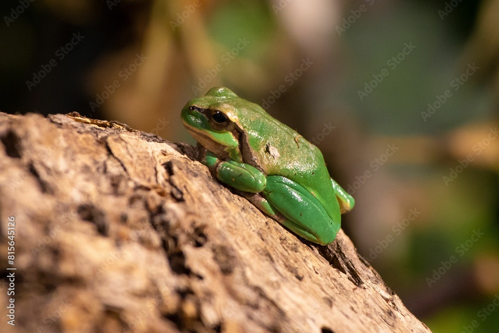 European tree frog (Hyla arborea) perched on a rock, surrounded by foliage European tree frog (Hyla arborea) perched on a rock, surrounded by foliage