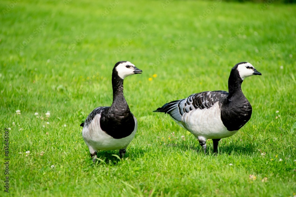 Close-up of barnacle geese (Branta leucopsis) standing in a lush grassy area Close-up of barnacle geese (Branta leucopsis) standing in a lush grassy area