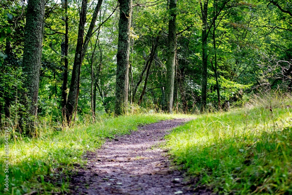 Winding dirt path leading through a serene wooded area with tall trees and lush tall grass Winding dirt path leading through a serene wooded area with tall trees and lush tall grass