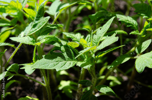 Young seedlings of tomatoes on the windowsill. Ecological home cultivation of tomato seedlings in winter and early spring
