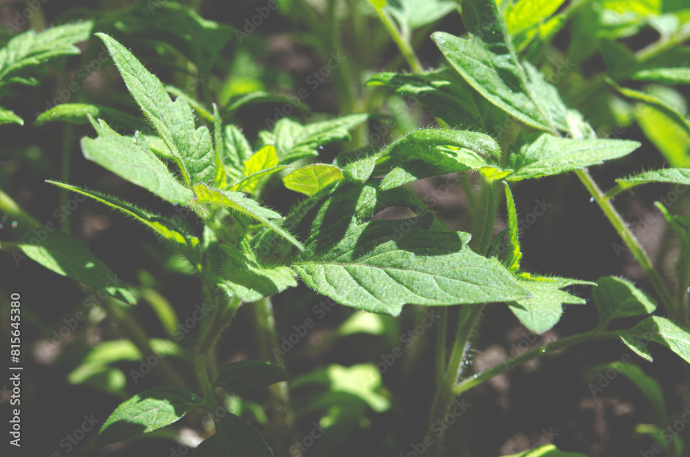 Young seedlings of tomatoes on the windowsill. Ecological home cultivation of tomato seedlings in winter and early spring Young seedlings of tomatoes on the windowsill. Ecological home cultivation of tomato seedlings in winter and early spring