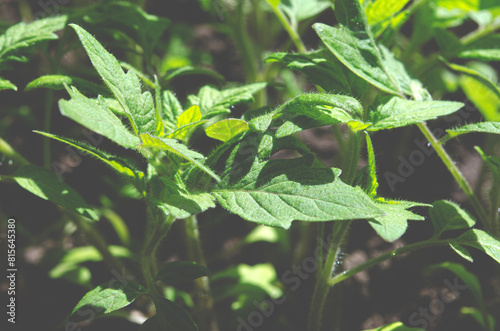 Young seedlings of tomatoes on the windowsill. Ecological home cultivation of tomato seedlings in winter and early spring