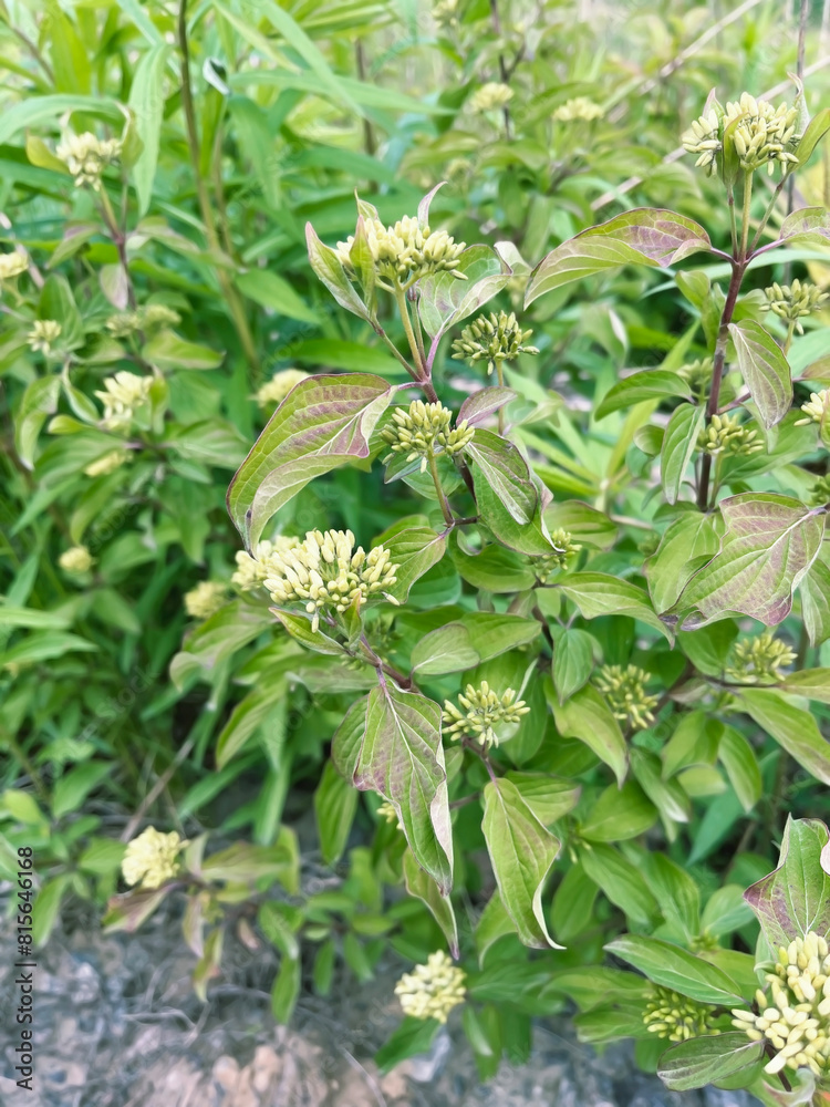 Diervilla bush growing in the garden Diervilla bush growing in the garden