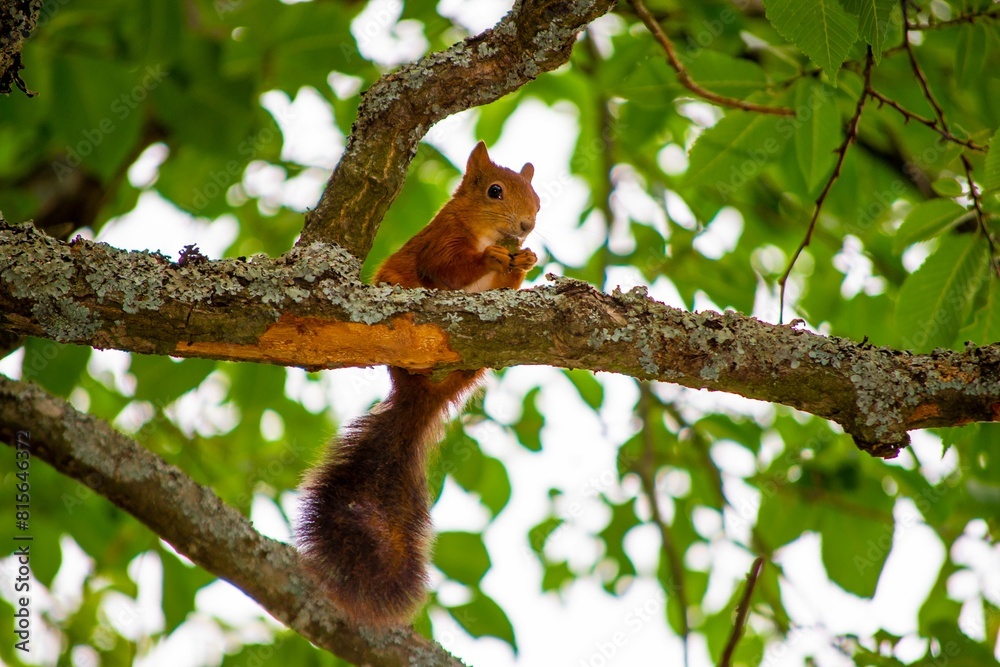 Adorable, Eurasian red squirrel (Sciurus vulgaris) perched atop a slender tree branch Adorable, Eurasian red squirrel (Sciurus vulgaris) perched atop a slender tree branch
