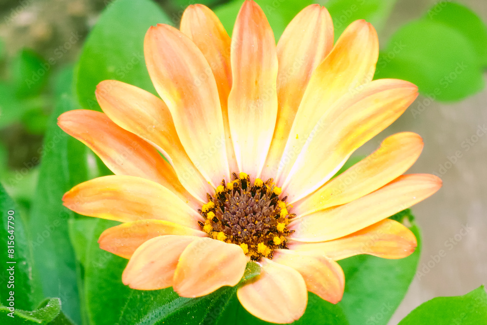 Fototapeta premium yellow flower on green