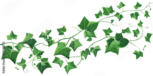 green ivy vine with leaves, vector illustration on white background